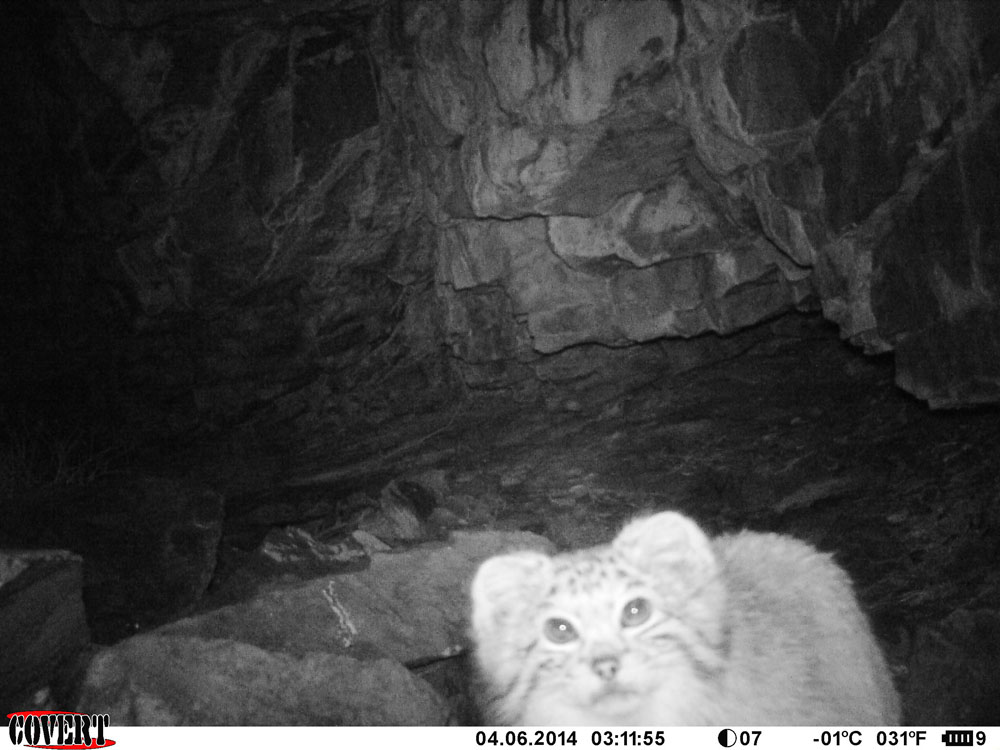 trailcam (@trail_cams) on Twitter photo 