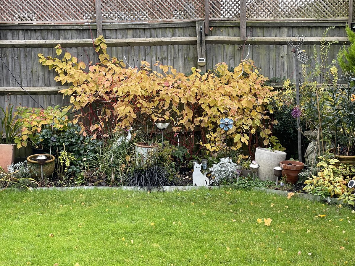 #FoliageFriday Watching the Dogwood changing the colour of their leaves and the red & orange branches starting to show through 🍂🍁