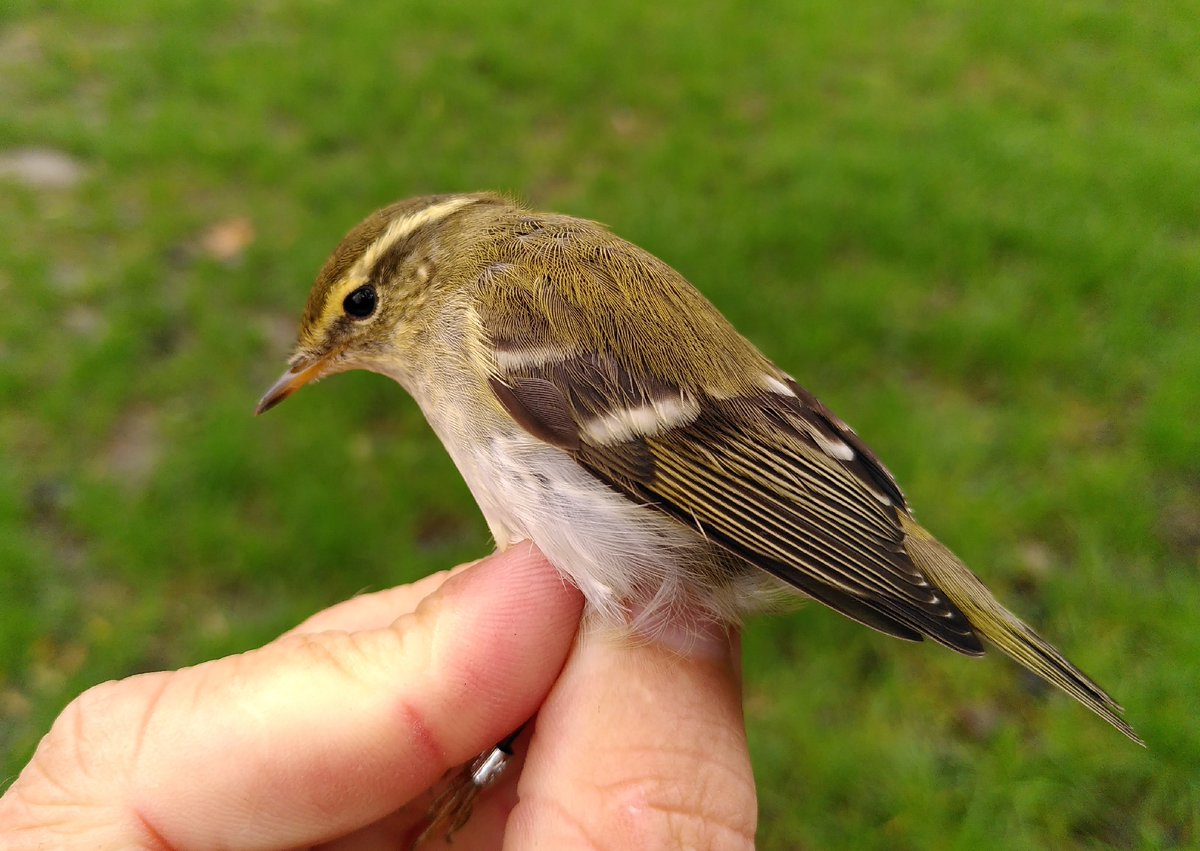 November első hetében egy ritka kóborló madarat, egy vándorfüzikét (Phylloscopus inornatus) fogtak be a szakemberek a Dávodi Madárgyűrűző Állomáson.
ddnp.hu/igazgatosag/hi…