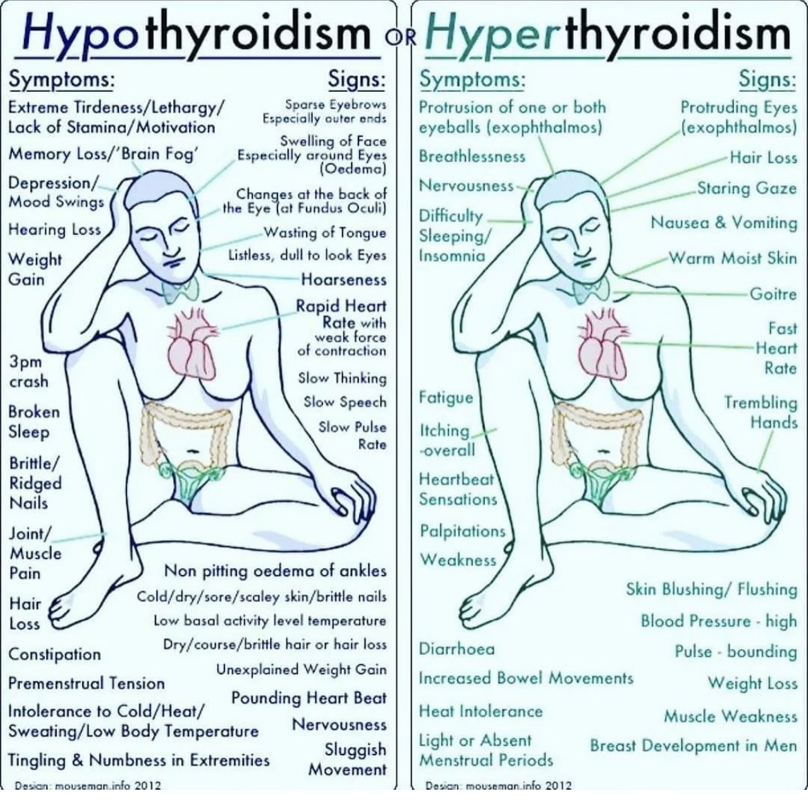 Importance of Thyroid hormone from mouseman