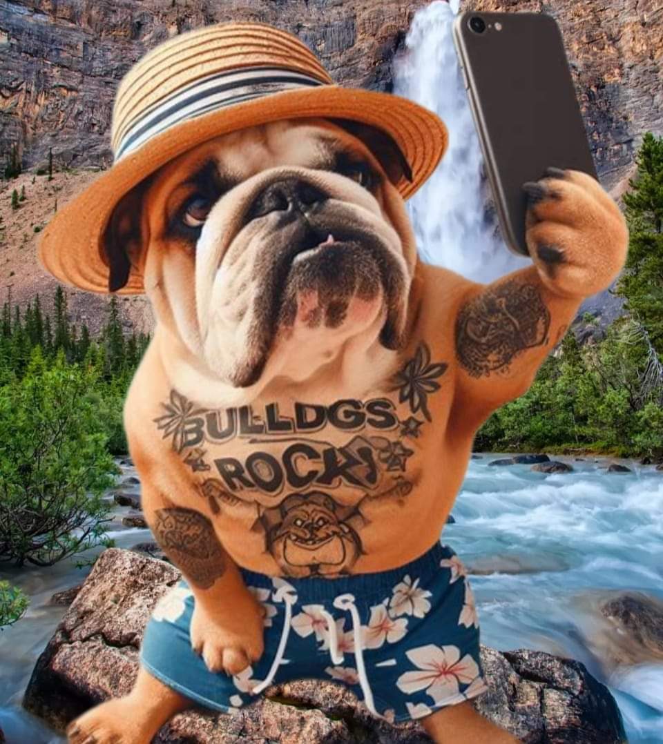 Rate this cuteness? 10-100💛🥰 
#Englishbulldog #dogs #Bulldogs #dogsoftwitter #Puppies