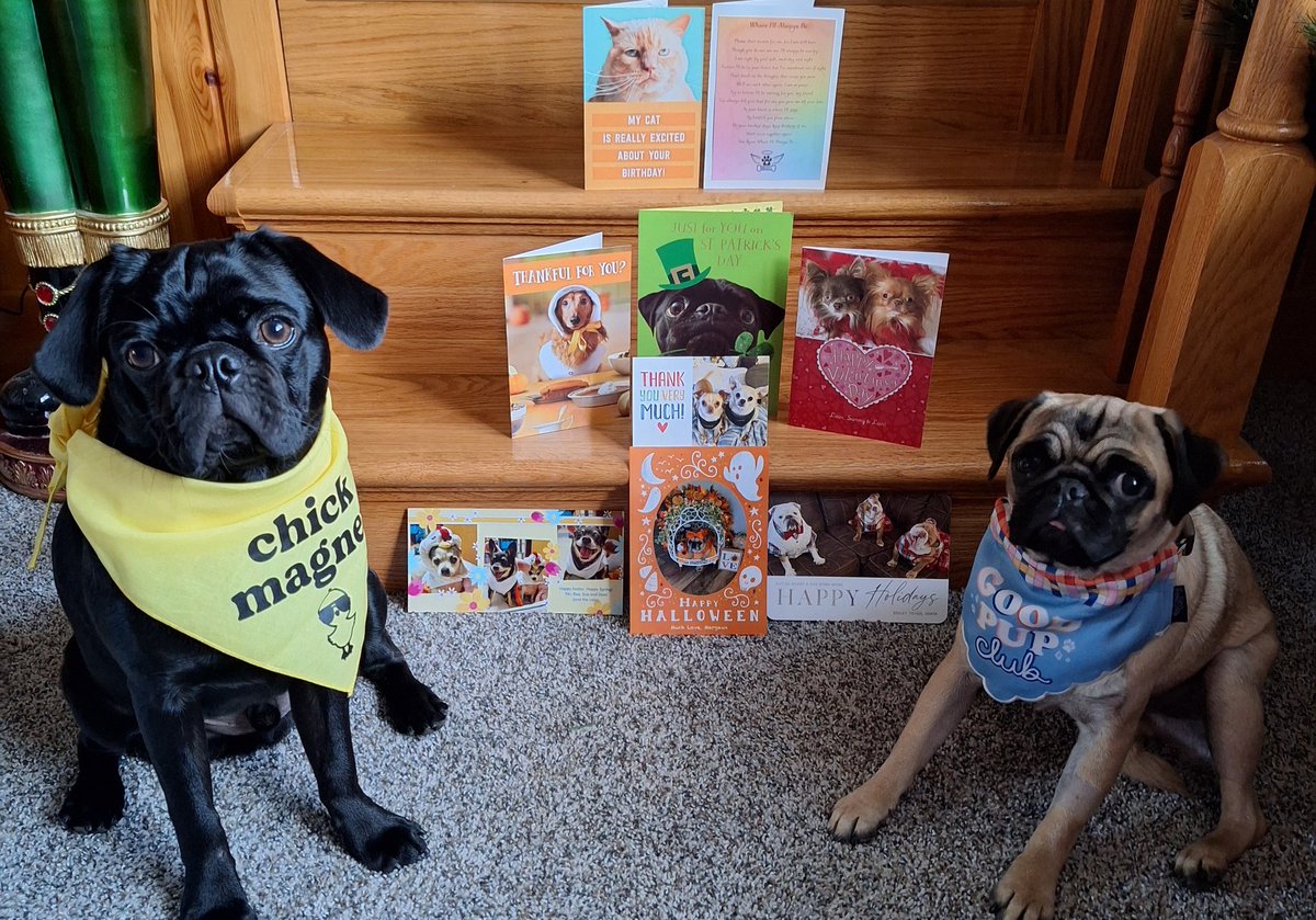 It's (GUESSING) GAME DAY🎉! CORRECTLY GUESS HOW MANY CARDS HAVE BEEN SENT TO US BY #TwitterFriends (since 9/2021) to #win #dog #cat #prizes. Game end 11/11 11p EST. FOLLOW TO PLAY. 1guess per acct. #dogsoftwitter #CatsOfTwitter #puglife #FridayFun #WeekendThoughts #GoodLuck #fun