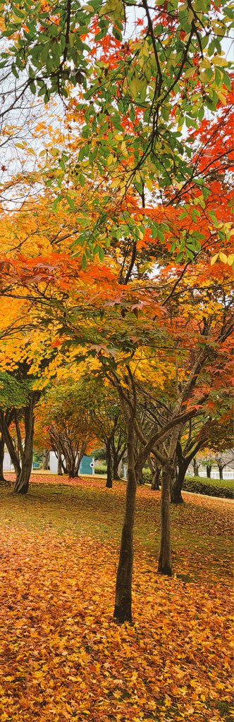 단풍나무 숲은 
아직 최고의 순간이 오지 않았다.