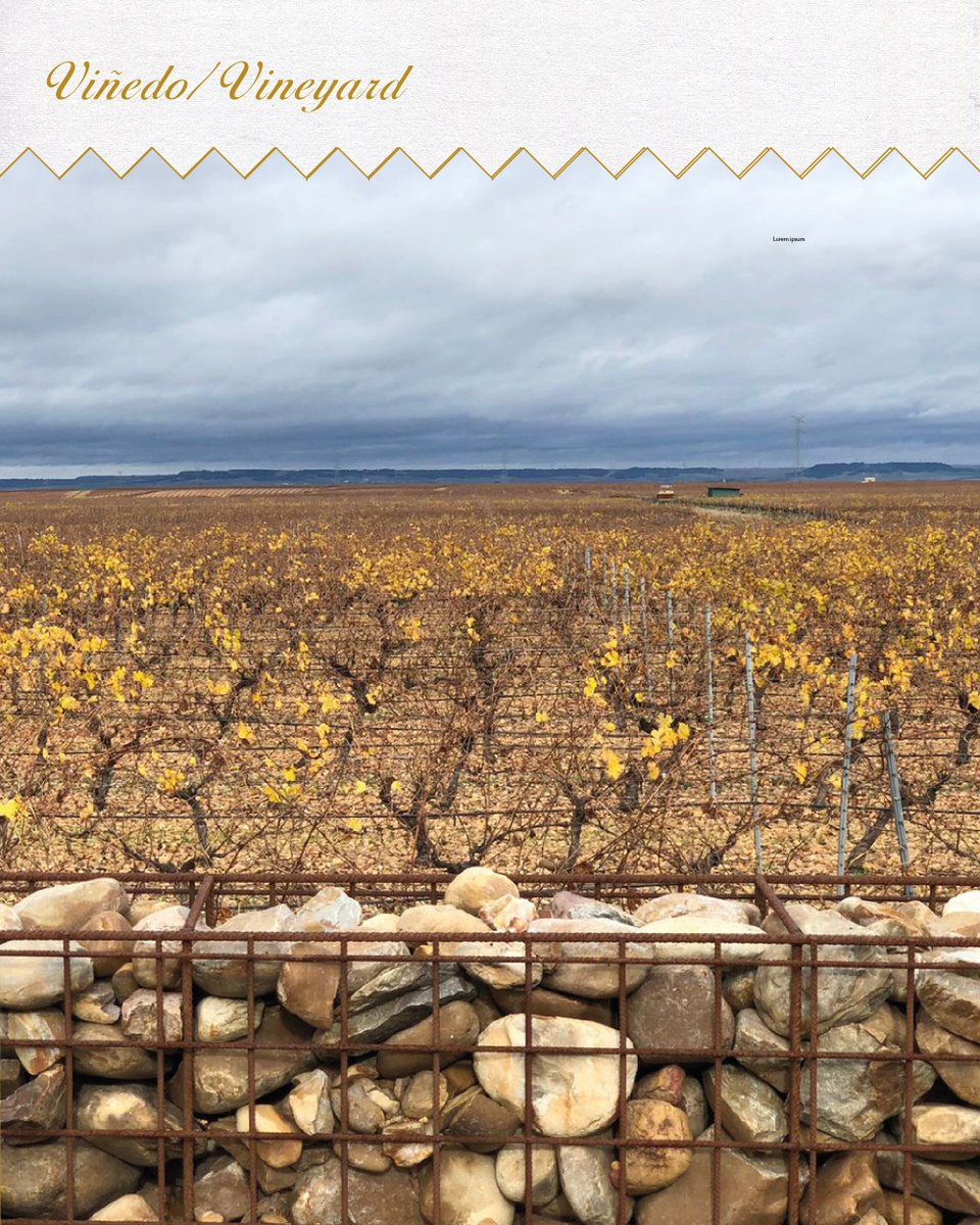 BodegasMenade's tweet photo. El viñedo ya está teñido de naranja y amarillo.
Las hojas, que tienen una función importantísima, comenzarán a caerse, pero hasta entonces siguen aportando nutrientes a las cepas.
Ahora toca analizar las necesidades de cada parcela.
#madebynature #organicwines #naturalwines https://t.co/upWqNb55L3