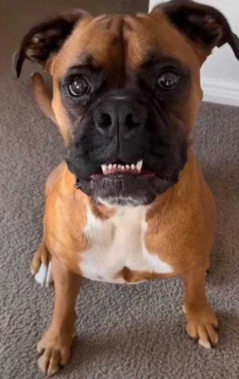 Boxer_heaven99 tweet media