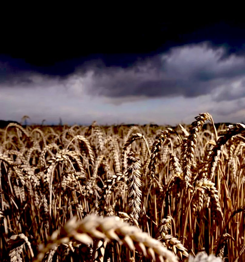 🌾 ESPECIAL | Fenômeno El Niño bagunça o clima no planeta e afeta a produção mundial de alimentos. Veja a situação atual com o El Niño no Brasil e no resto do mundo. ▶️ tinyurl.com/2s9wrcmr