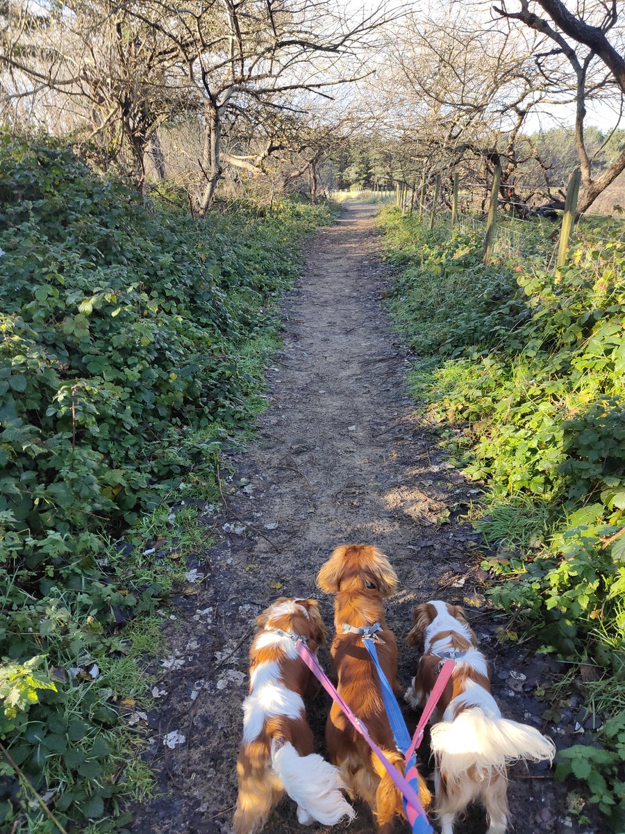 Shirley180919's tweet photo. Happy Friday pawfriends πΎβ€οΈπΎ which means mums off(feeling better π₯³) and we get another Forest walk π«οΈπͺ΅π³ππ #nationaltrust members again and lucky to have #formbypoint on our doorstep ππ³ https://t.co/gUaxvDpS5S