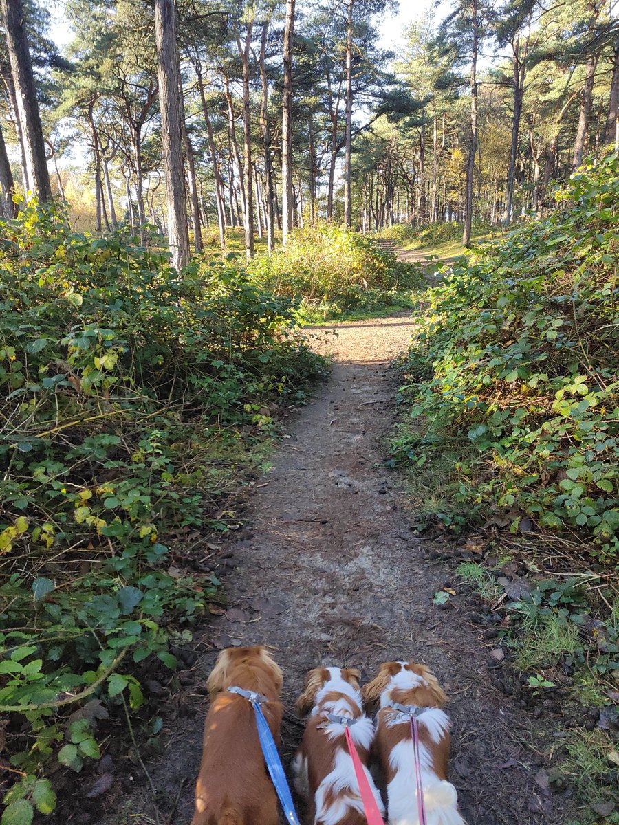 Shirley180919's tweet photo. Happy Friday pawfriends πΎβ€οΈπΎ which means mums off(feeling better π₯³) and we get another Forest walk π«οΈπͺ΅π³ππ #nationaltrust members again and lucky to have #formbypoint on our doorstep ππ³ https://t.co/gUaxvDpS5S