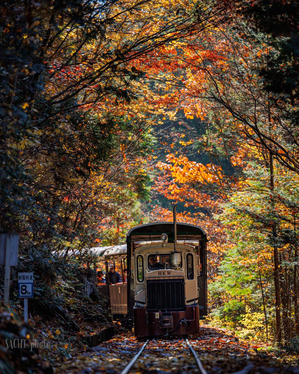 🚂🍁🟡𓂃◌𓈒𓐍
光のさすところ🌳🍃🍁𓂃 𓈒
📷:Canon R6
Lens:Canon RF70-200mm f2.8
L IS USM
 #赤沢森林鉄道  #東京カメラ部
 #紅葉  #長野  #ナナニッパ #canonphotography  #トロッコ列車   #森  #光  #写真好きと繋がりたい  #myCanon  #TRAIN