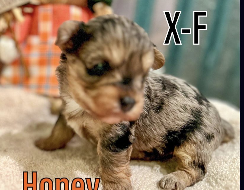 This cherub may be joining our family. There are logistics to work out. But they seem minor to me. I’d call her, Pua Honey Girl Charisma Nasty. Pua means flower in Hawaiian. She’s a YorkiePoo. She’ll max out at 10lbs.