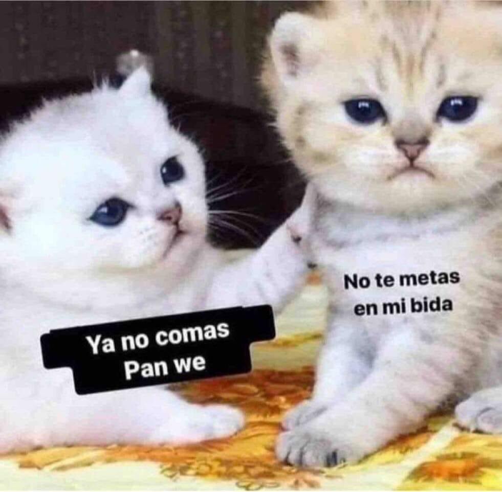 Post by Memes Universidad Nacional on X: 🐱, image size:981x962