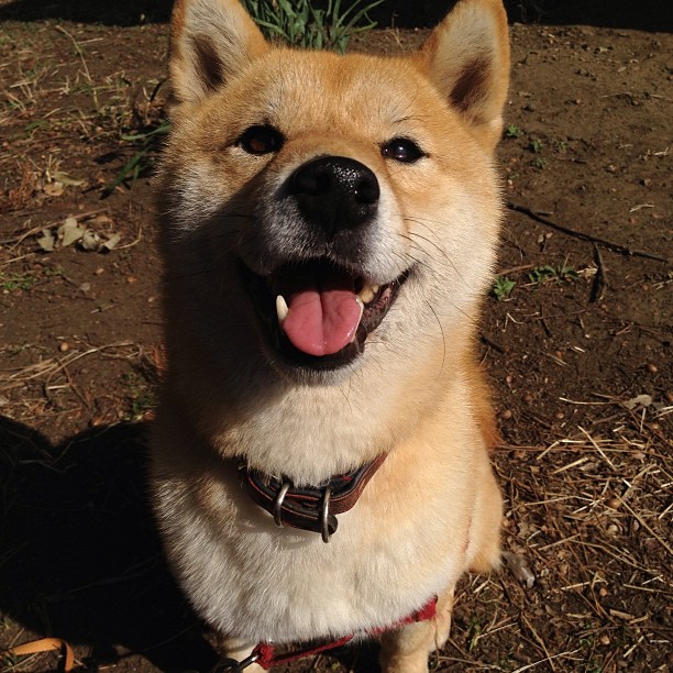 Shiba Every Hour (@shibaeveryhour) on Twitter photo 