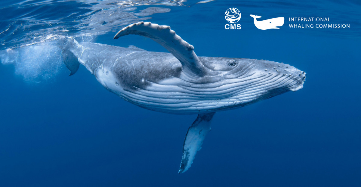🔔Happening Next Week

2nd CMS-IWC Workshop on Cetacean Ecosystem Functioning

focusing on the ecological role and importance of marine animals, from sea otters to large whales

🗓️14-16 November in <a href="/UNBonn/">UN Bonn</a> campus

cms.int/en/meeting/2nd…