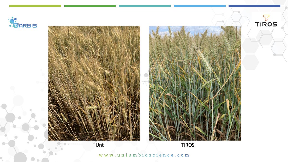 uniumbioscience's tweet image. #Tarbis and #Tiros really help support the plant under abiotic stress - kinda makes sense as if the plant dies so do they #notrocketscience 
phys.org/news/2023-10-i…