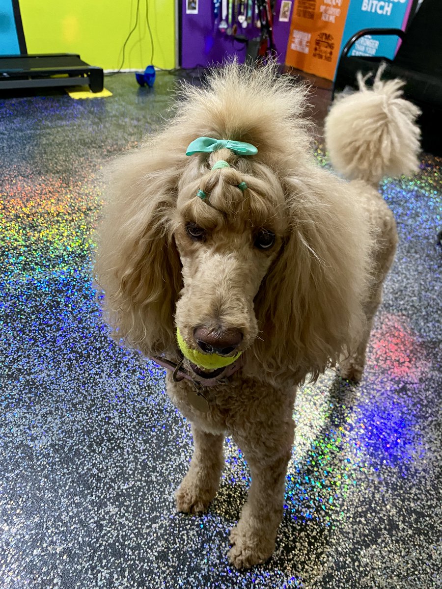 When mom tells you we have to postpone our run because it's too rainy and cold. 'Can I interest you in a quick game of Catch then?' 

#StandardPoodle #Dogs #runDisney #DopeyTraining