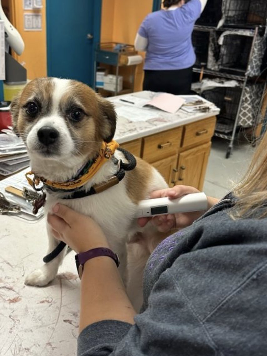 mellapetcare tweet media