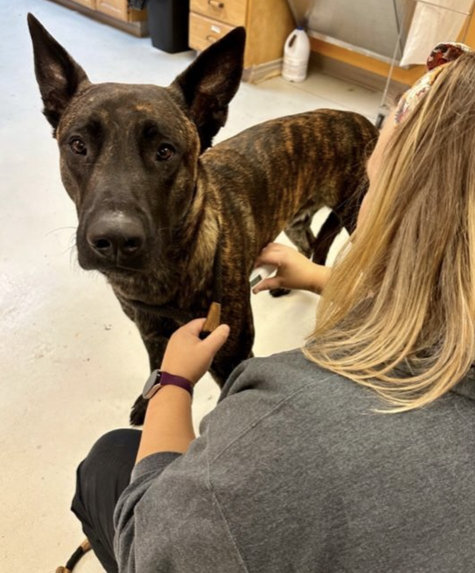 mellapetcare tweet media