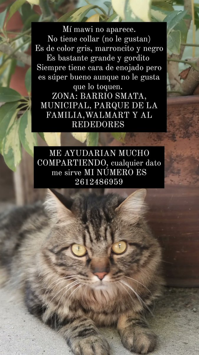 victoria_sienfl's tweet photo. Me ayudan a difundir porfa 🥺 Mi gato no aparece https://t.co/IPCkS8dBPl