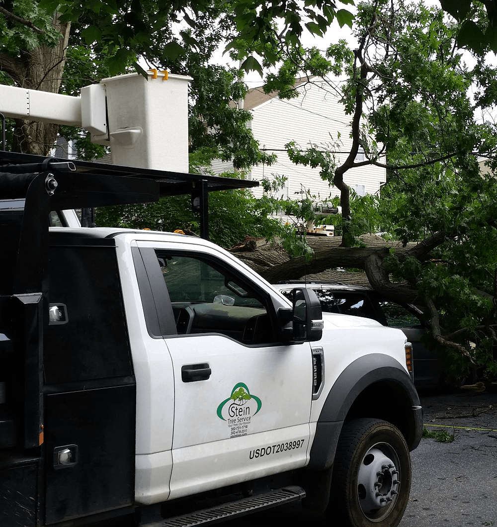 SteinTreeDe's tweet image. Facing an emergency tree situation? Don&apos;t panic, call us at 302-731-1718 for prompt and professional #EmergencyTreeService. We&apos;re here to help!
