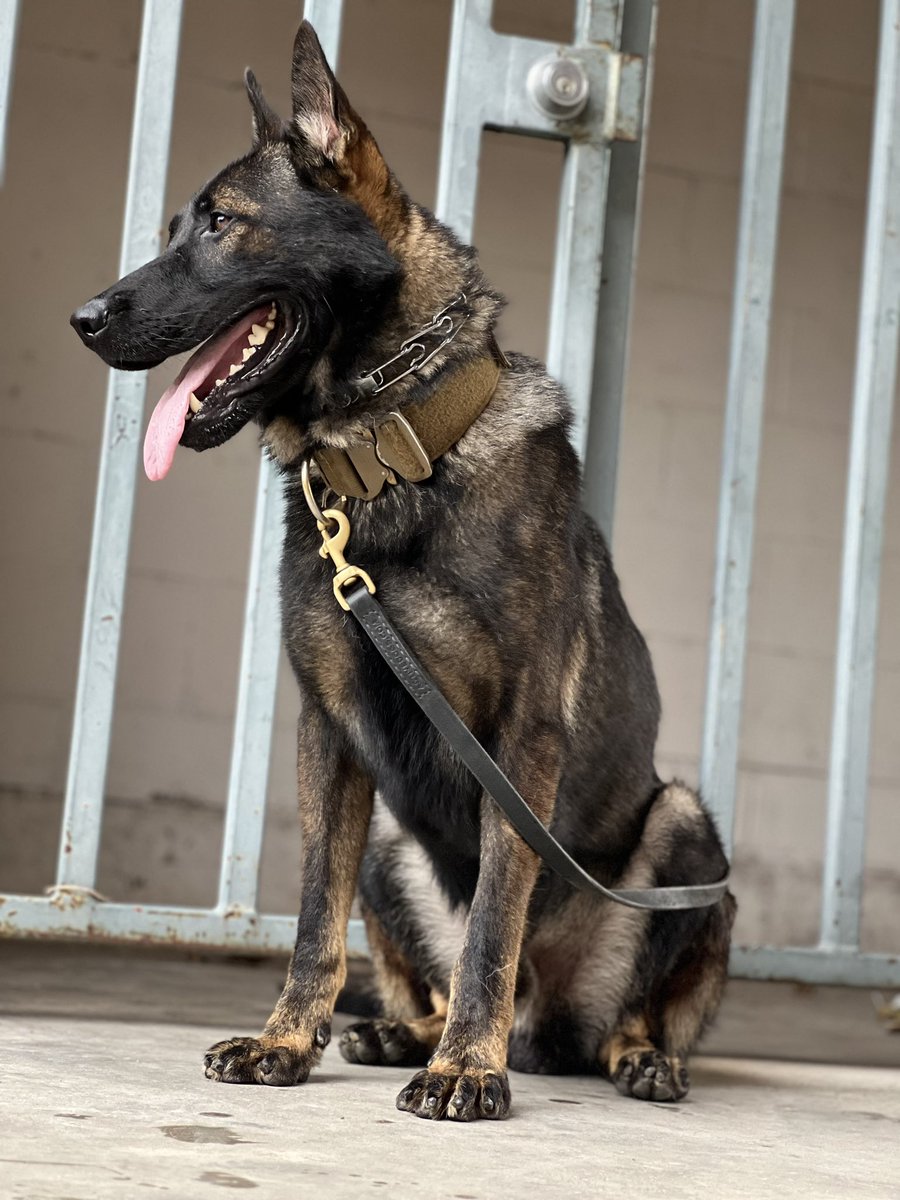 We are so excited to be sponsoring sweet Bear this holiday season through so that she can be vested + protected throughout her career! 👊🏼 If you want to donate (any amount helps!) please use the link below. ❤️  <a href="/PlutFamPartners/">PlutkoFamilyPartners</a> 

⁣ bradysk9fund.com/12-dogs-of-chr…