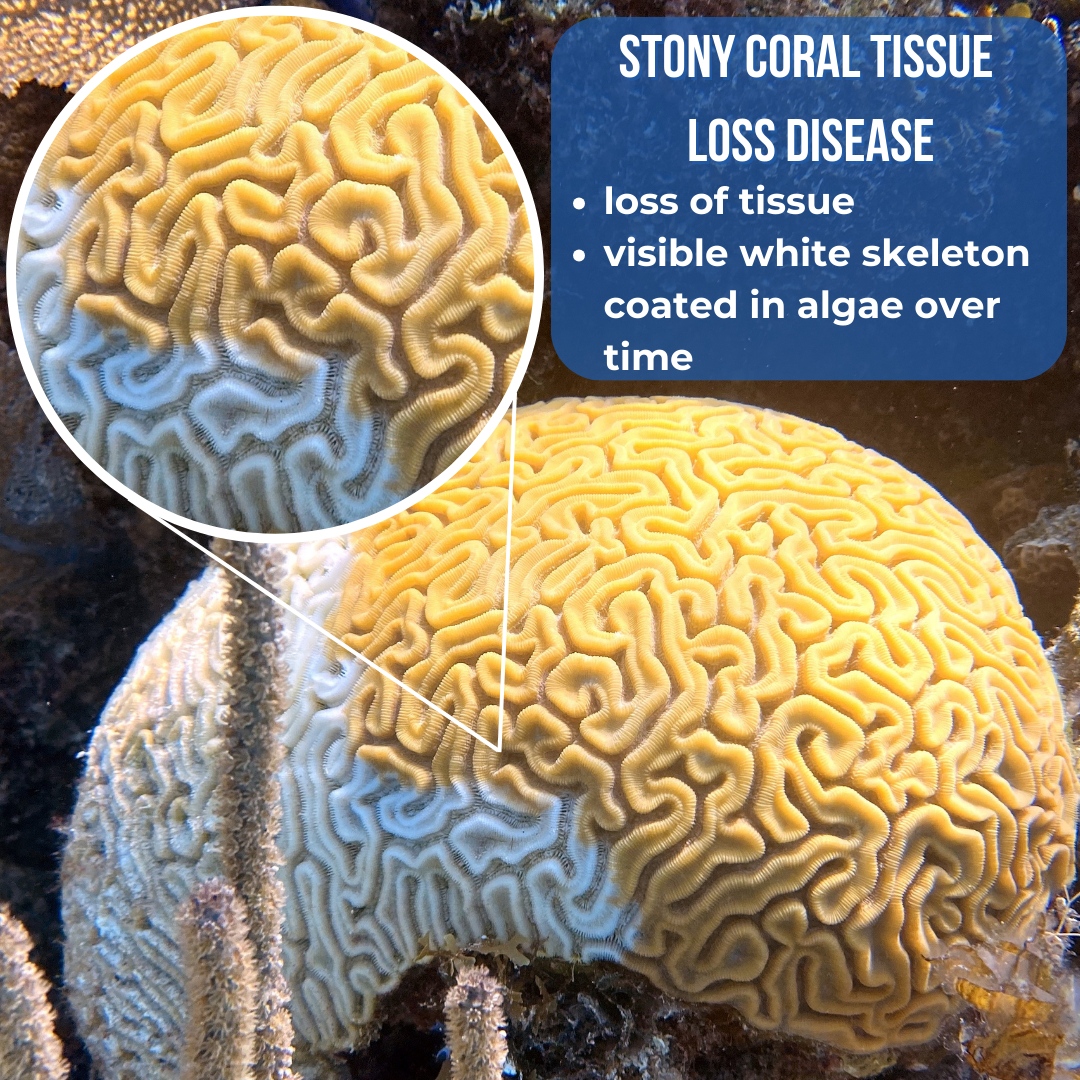Perry Institute for Marine Science (PIMS) tweet media