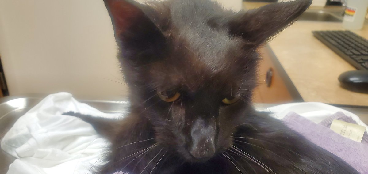 ratman720 👨‍🔬🏕🌋🧭🏭📉🧪🎮 tweet media