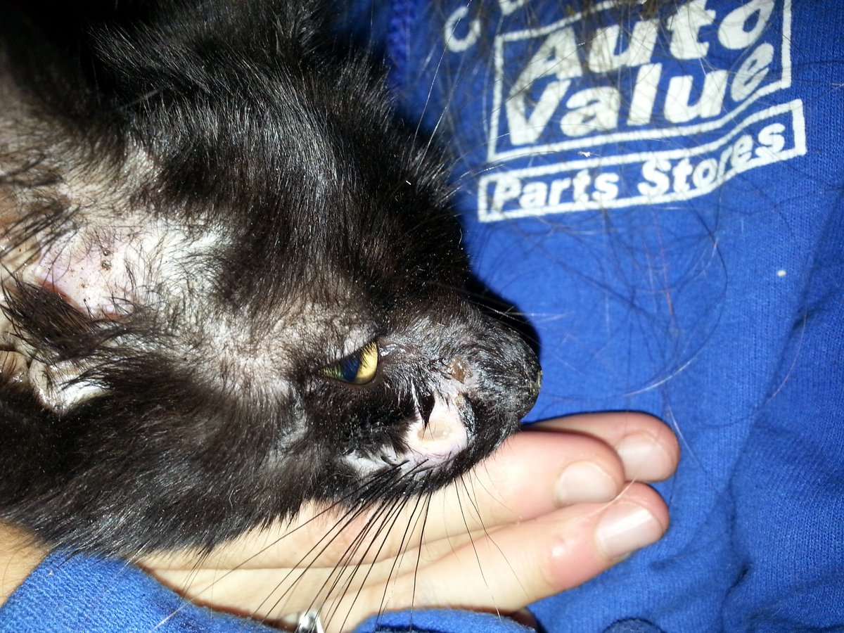 ratman720 👨‍🔬🏕🌋🧭🏭📉🧪🎮 tweet media