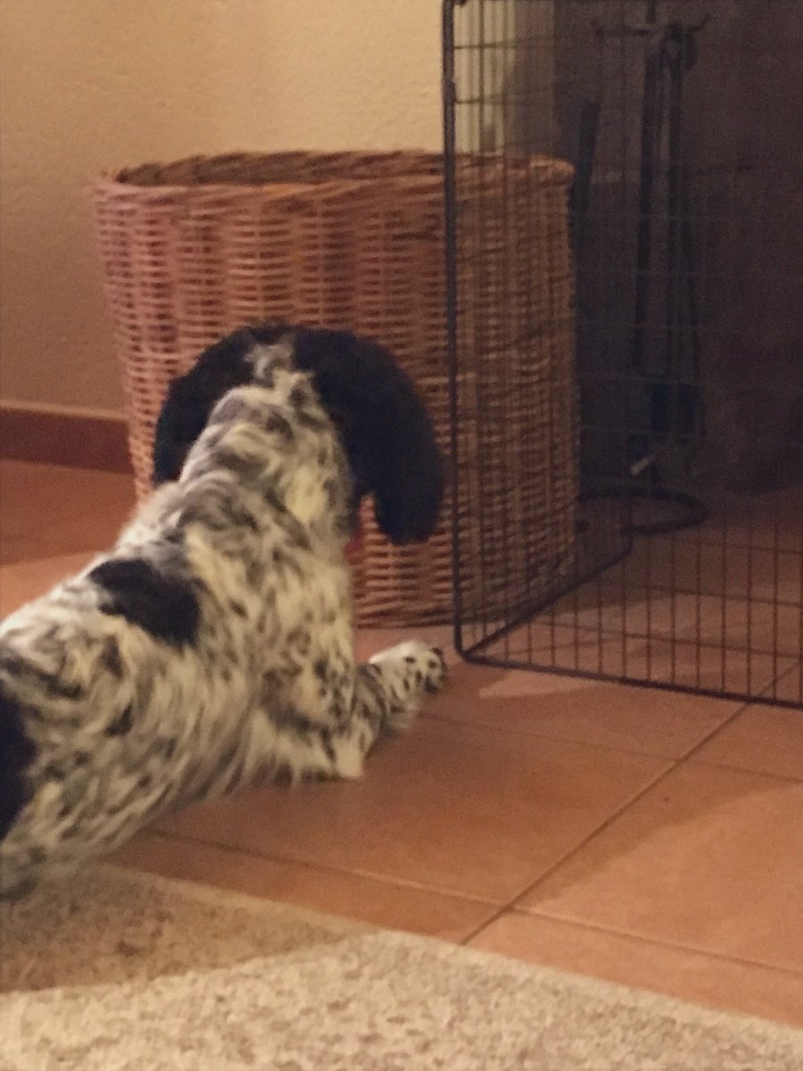 madcap_max's tweet photo. Frens, after another incredibly rainy week with lots of muddy ditch boggling and fragrant wet spanna smells 👍👏 we’re relaxing infront of the fire with the kittens - you heard it here first - we are all now BFFs! 🤣#nortysquad #lullingthem #bidingourtime #dogsofX https://t.co/O6FG48LuBL