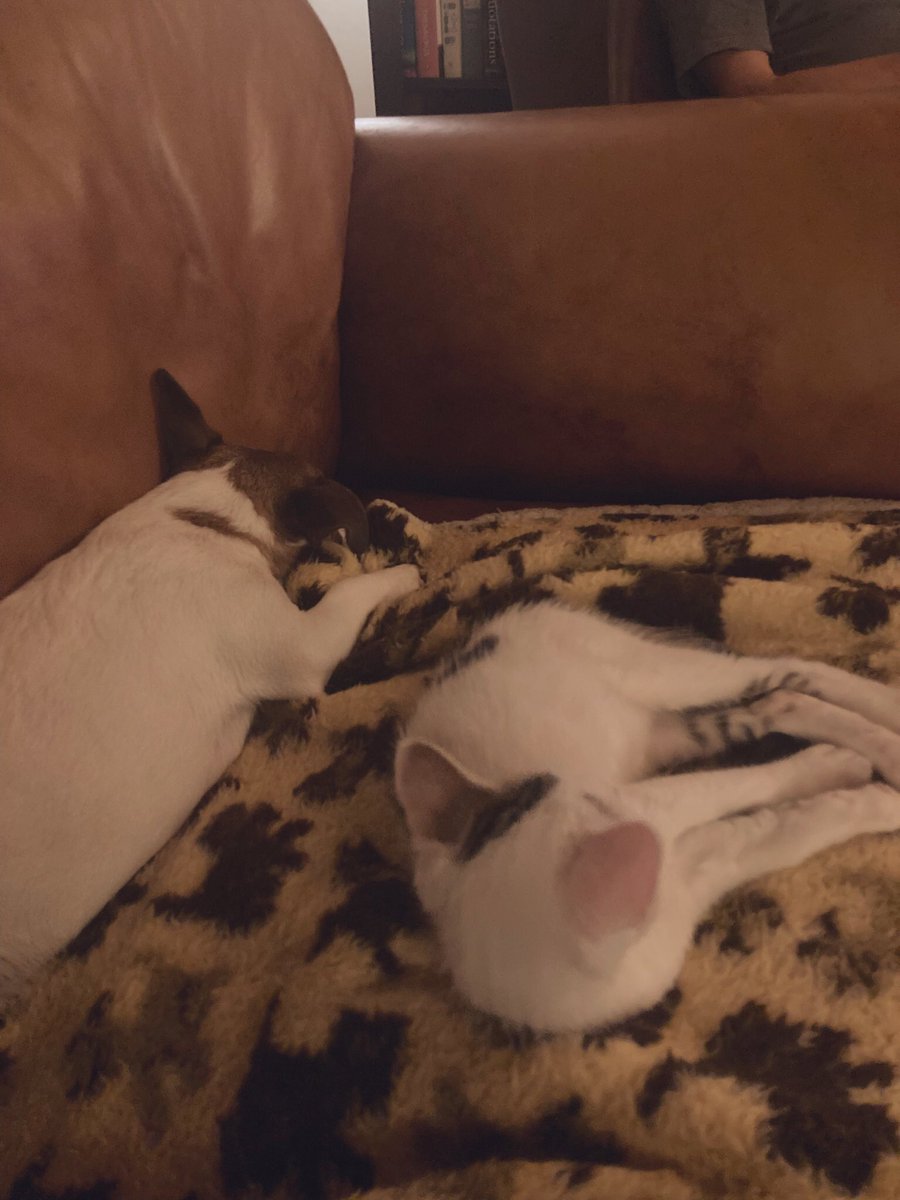 madcap_max's tweet photo. Frens, after another incredibly rainy week with lots of muddy ditch boggling and fragrant wet spanna smells 👍👏 we’re relaxing infront of the fire with the kittens - you heard it here first - we are all now BFFs! 🤣#nortysquad #lullingthem #bidingourtime #dogsofX https://t.co/O6FG48LuBL