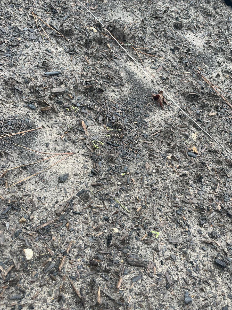 WE HAVE SPROUTS! 🌱<a href="/HumbleISD_BBE/">Bear Branch Elem</a> kindergarten clases are the first to see some sprouts in their herb garden bed!