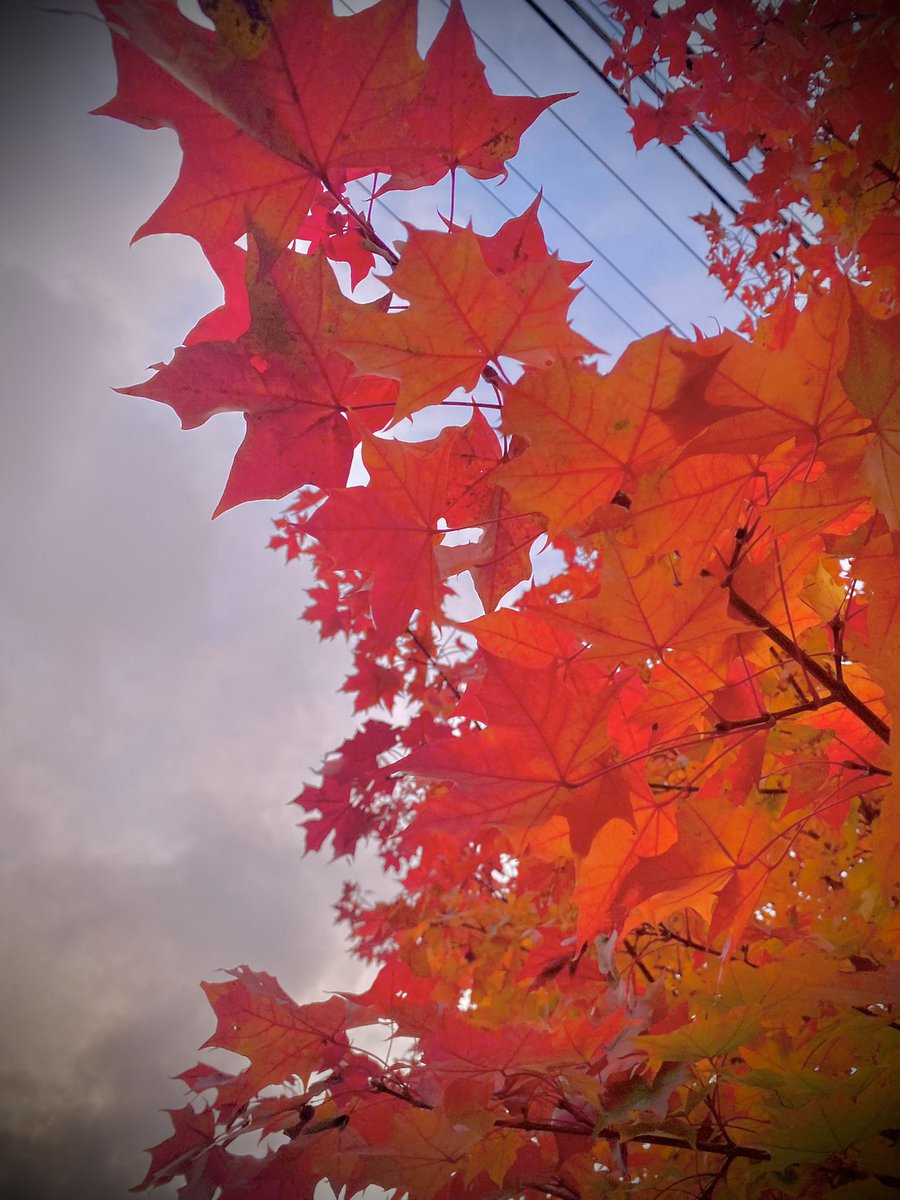 grounds_running's tweet image. Add that filter! I kept running under some wild trees. Sometimes you gotta get weird with the photos. The leaves in Seattle are prime right now. 

#seattle #run #runchat