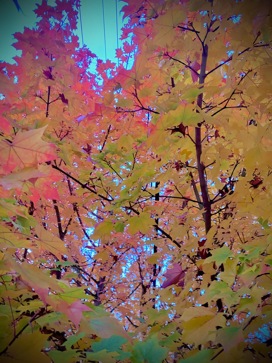grounds_running's tweet image. Add that filter! I kept running under some wild trees. Sometimes you gotta get weird with the photos. The leaves in Seattle are prime right now. 

#seattle #run #runchat
