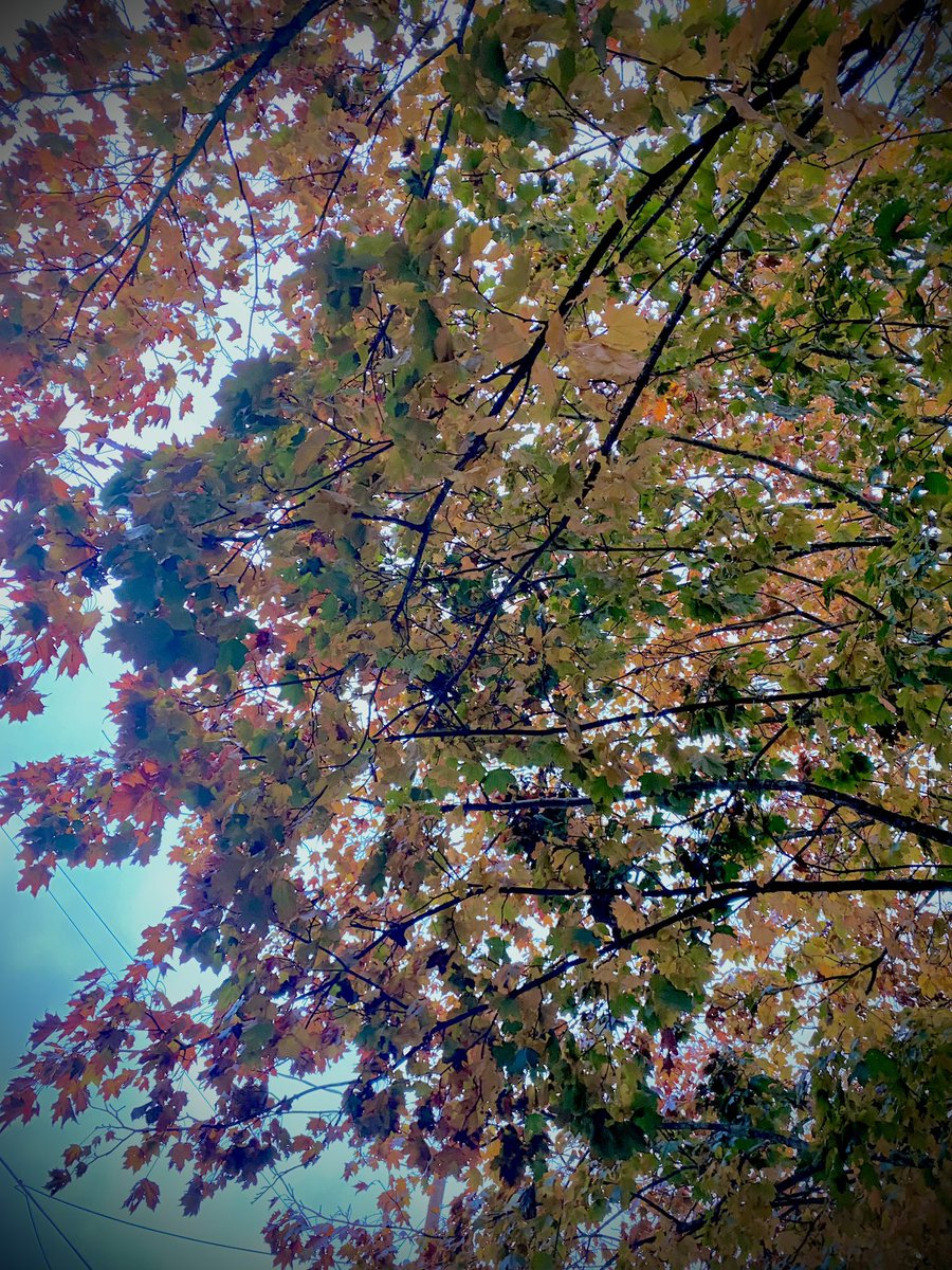 grounds_running's tweet image. Add that filter! I kept running under some wild trees. Sometimes you gotta get weird with the photos. The leaves in Seattle are prime right now. 

#seattle #run #runchat
