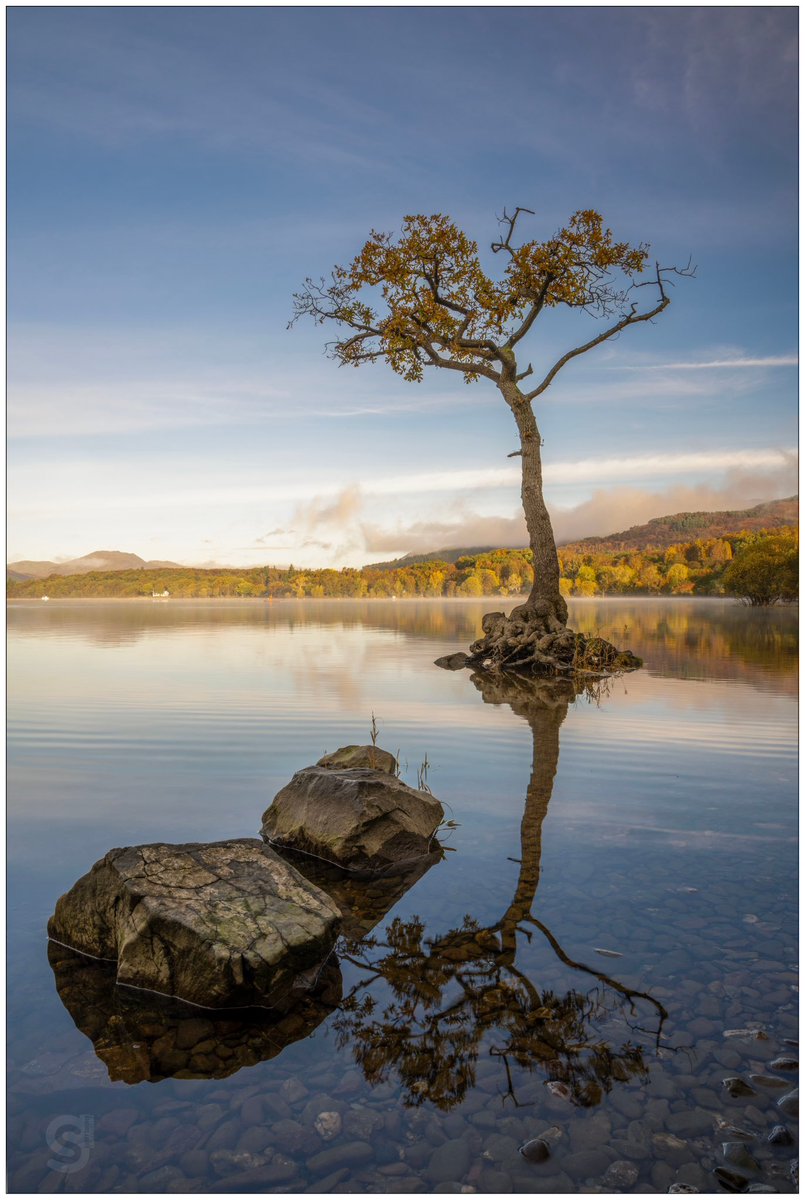 Lone Tree. Loch Lomond. 
Video containing the image here:
youtube.com/watch?v=-ZZ4ek…

#Nature #lone #Tree #loch #lomond #lochlomond #scotland #reflection #sunrise #lake #mist #landscaapephotography #photography #Nikon #sugdenphotography