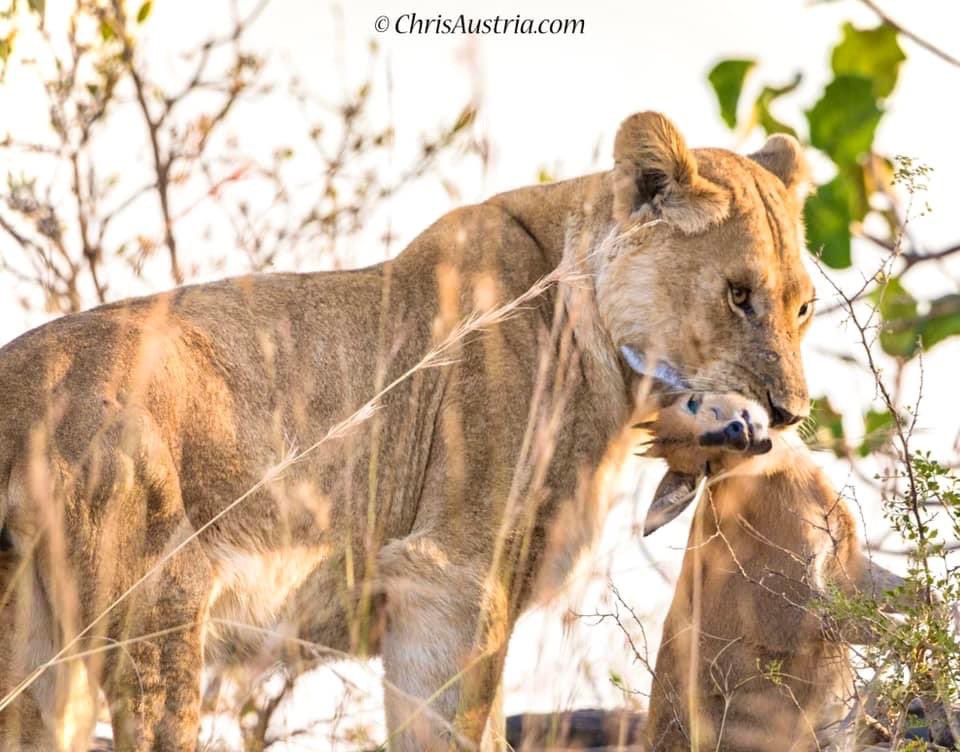 Mu #Kidepo Valley #Uganda 🇺🇬empologoma enkazi simwangu. This fierce lioness caught a duiker antelope right in from of me and my travel guests. Kyewunyisa nnyo. It was epic seeing her lighting speed and prowess. . . #karamoja #lions #wildlife #wildlifephotography #photography