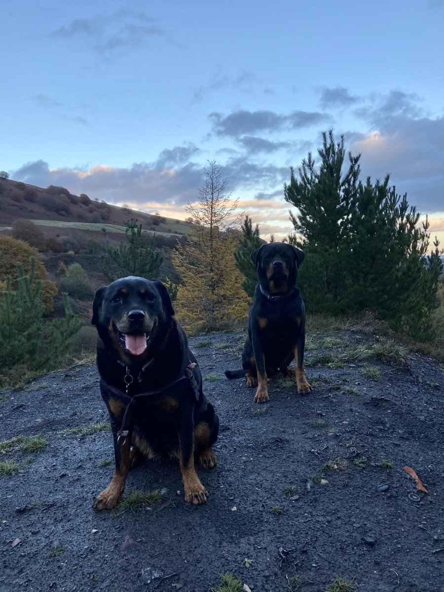Red sky at night Rotties delight! ❤️
         #rottie #rottweiler