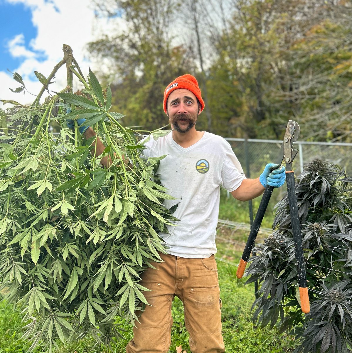 Greenman Acres tweet media