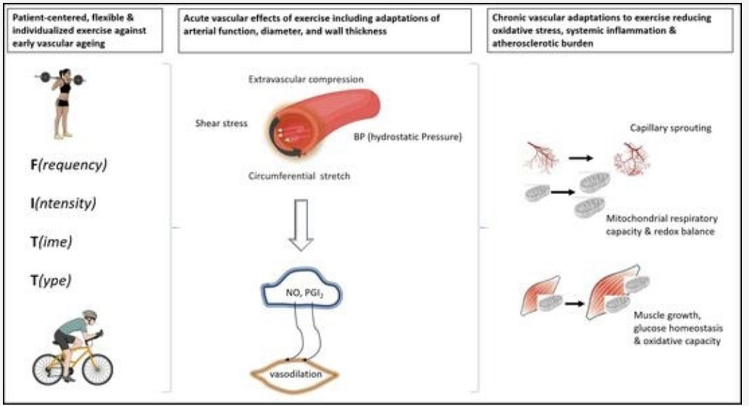 Training the Vessels: Molecular and Clinical Effects of Exercise on Vascular Health—A Narrative Review mdpi.com/2073-4409/12/2… @MDPIOpenAccess