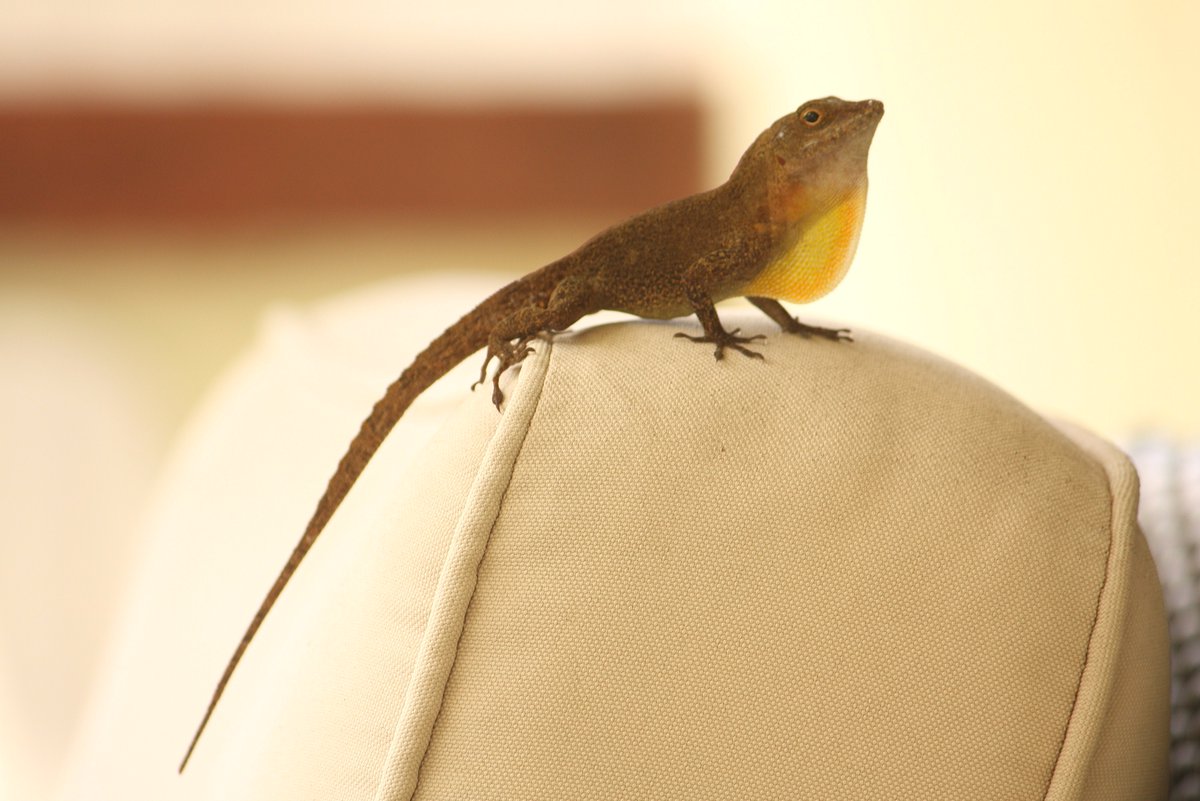 Marc Johnson (@evoecolab) on Twitter photo <a href="/Kmwinchell/">Kristin Winchell</a> tells <a href="/UTMBiology/">UTM Biology</a> about using urban environments as natural "laboratories" to study ecology and evolution. Beautiful and compelling work of how Anolis lizards adapt to urban environments from genotype to phenotype #urbanevolution #urbanecology <a href="/Kmwinchell/">Kristin Winchell</a> tells <a href="/UTMBiology/">UTM Biology</a> about using urban environments as natural "laboratories" to study ecology and evolution. Beautiful and compelling work of how Anolis lizards adapt to urban environments from genotype to phenotype #urbanevolution #urbanecology