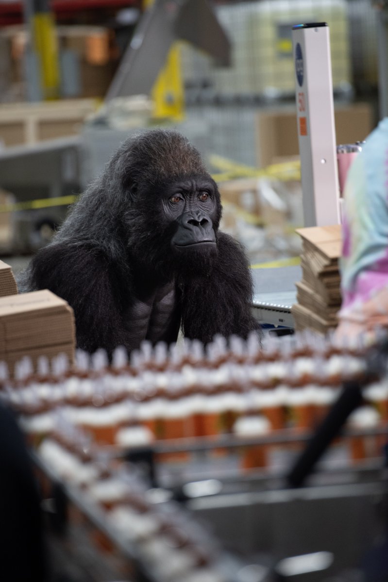 Gorilla always keeps his eye on the prize. Gorilla Wood Glue, that is! #gorillaglue #diy #handmade #art #homedecor #design #craft #doityourself #woodworking #crafts #home #interiordesign #diyprojects #homemade #decor