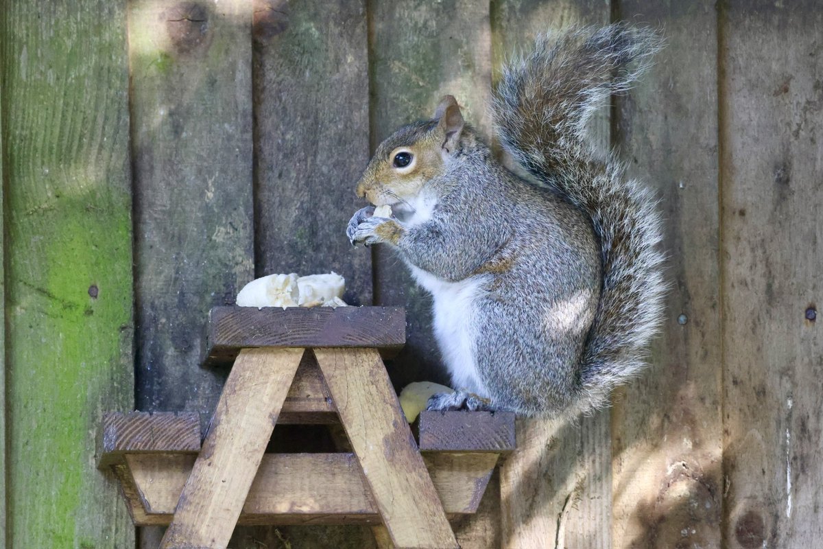 Squirrel has set up his own picnic bench! #squirrel #squirrel #TwitterNatureCommunity #rodent #rodents #wildlifephotography #WildlifeFrontGarden #Wildlife #BBCWildlifePOTD #8OutOf10Bats #bbccountryfilemagpotd #funny #funnyanimals