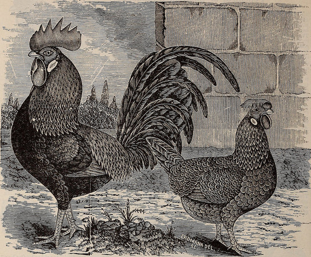 It's said that if a cockerel reaches the age of seven then it will lay an egg. #dailyfolklore