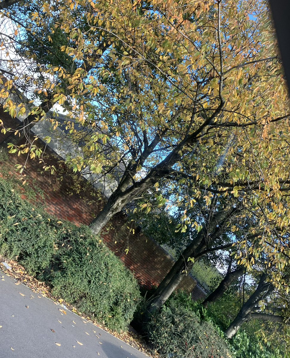 Out for the first time in ages. Lovely blue sky and autumnal trees on the way to the shops