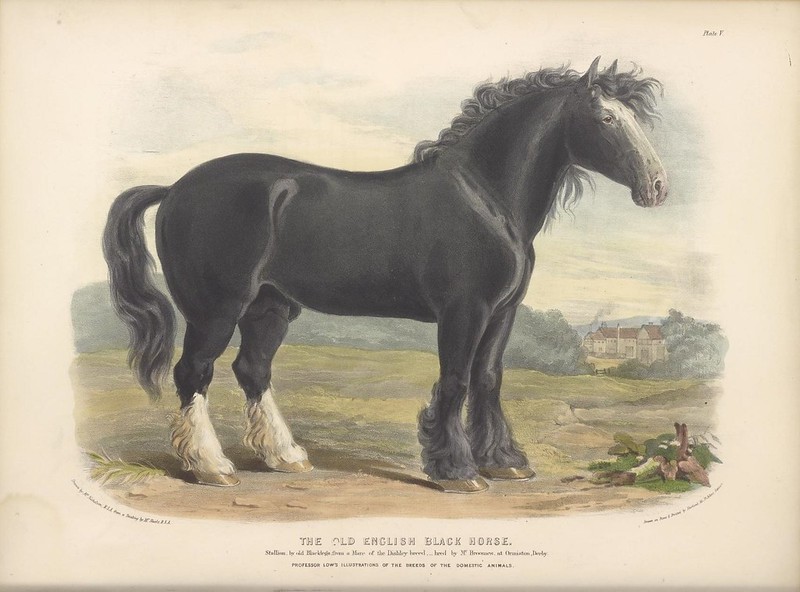 In Derbyshire it is considered lucky to let a horse walk through your house. #dailyfolklore