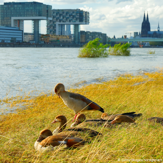 We've lost 35% of 🌍 wetlands since 1970⚠️

Wetlands are key #ForNature & for cities as they are nature's filters, regulating ecosystems by cleansing pollutants & enhancing water quality

Discover the value of #WetlandsForCities 👉 citieswithnature.org/the-value-of-w…

Via @EU_ENV