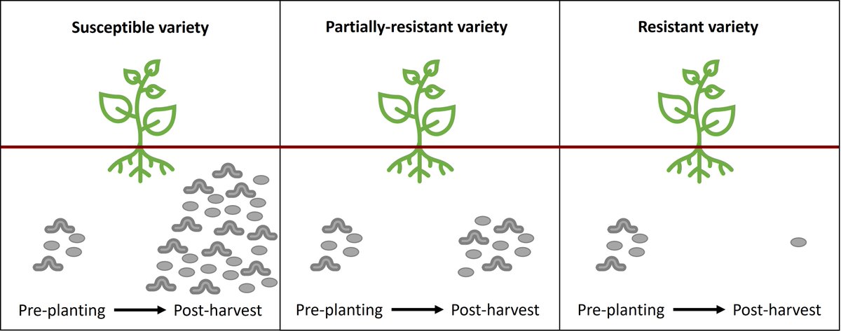 Ever wondered how resistance scores are calculated? Why varieties with a resistance score of 9 are better at controlling PCN than those with a score of 2? Find out in our resistance factsheet: pcnhub.ac.uk/reports/resist…