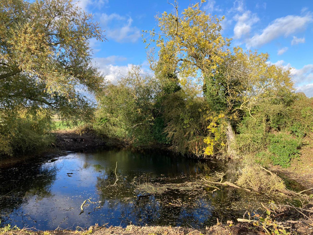 AlbEnvironment's tweet image. We have been working hard restoring farm ponds across our land holdings. 

By removing vegetation from the southern side we are allowing sunlight to heat the water creating a more inviting habitat for amphibians whilst also allowing growth of aquatic vegetation. 

#farming