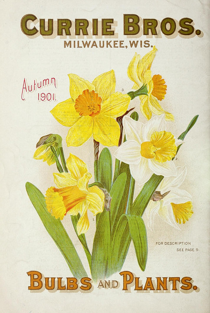 In Wales it was believed that whoever found the first daffodil of spring would go on to find gold in the coming months. #FolkloreSunday