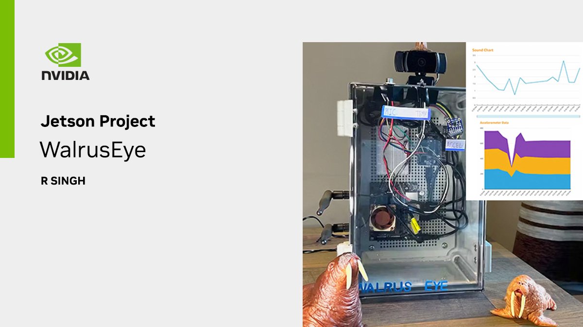 NVIDIARobotics's tweet image. #JetsonProject: Check out this cool project created by a young developer trying to identify easier ways biologists can detect and count walruses using custom-trained object detection ML models. A project powered by an NVIDIA Jetson Nano. Learn more &amp;gt; nvda.ws/3u71xvT