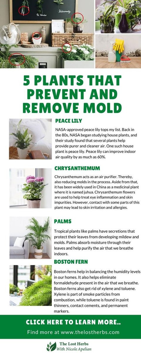 Did you know that our houses also have a microbiome? 
The more sterile, the higher risk of biotoxins like mold/mycotoxins to proliferate. 

Promote your house microbiome with house plants and change cleaning products to natural ones like baking soda and vinegar for example.